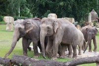 /album/fotogalerie-zoologicka-zahrada-hl-m-prahy/pred-80-lety-prisel-do-zoo-praha-prvni-slon-slavny-baby-jpg1/